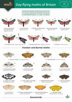 FSC Field Guide to Day-flying Moths