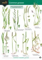 FSC Guide to Grasses