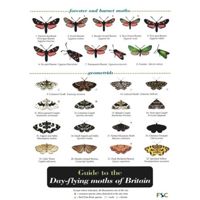 FSC Field Guide to Day-flying Moths