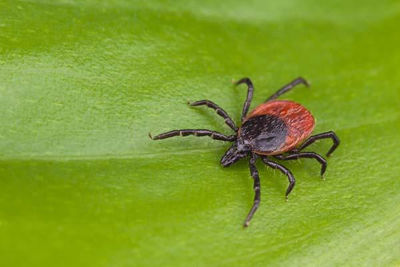 Ticks & Insects