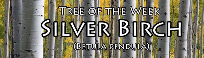 Tree of the Week | Silver Birch