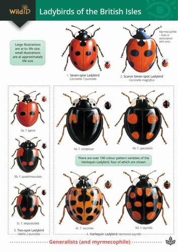 FSC Field Guide to Ladybirds of the British Isles