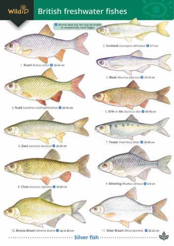 FSC Field Guide to British Freshwater Fish