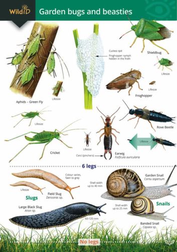 FSC Guide to Common Garden Bugs and Beasties
