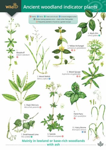 FSC Ancient Woodland Plant ID Guide