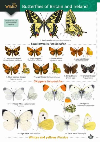 FSC Field Guide to Butterflies of Britain