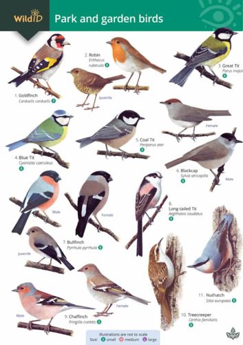 FSC Field Guide to the 50 most common Garden Birds