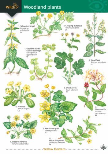 FSC Field Guide to Woodland Plants