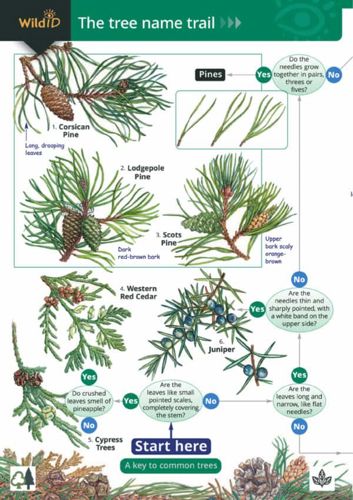 FSC Field Guide to Trees of Britain