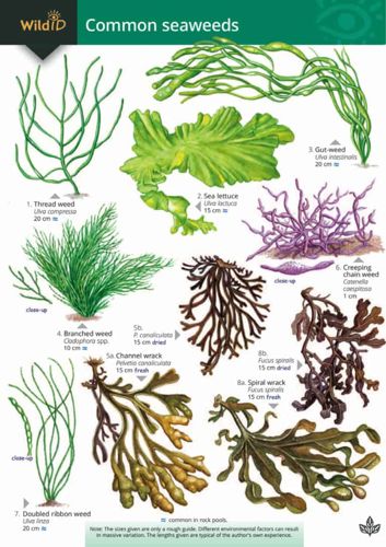FSC Field Guide to Common Seaweeds