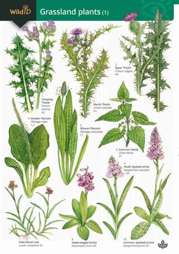 FSC Field Guide to Grassland Plants