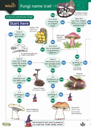 FSC Field Guide to fungi / mushrooms