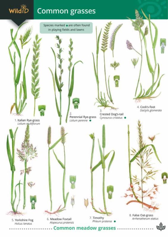 FSC Guide to Grasses